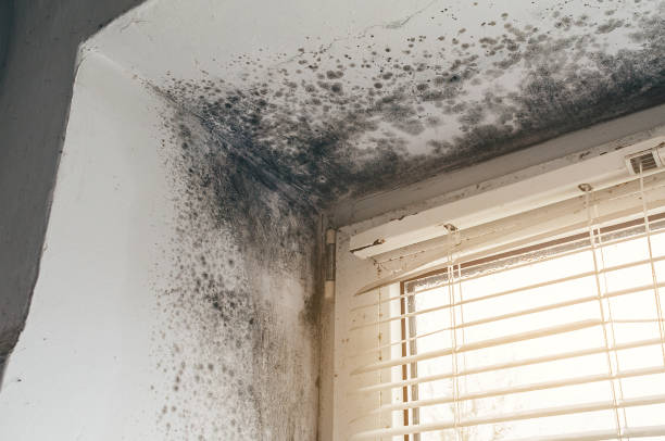 Affordable Attic Mold Remediation solutions in Cordova, MD